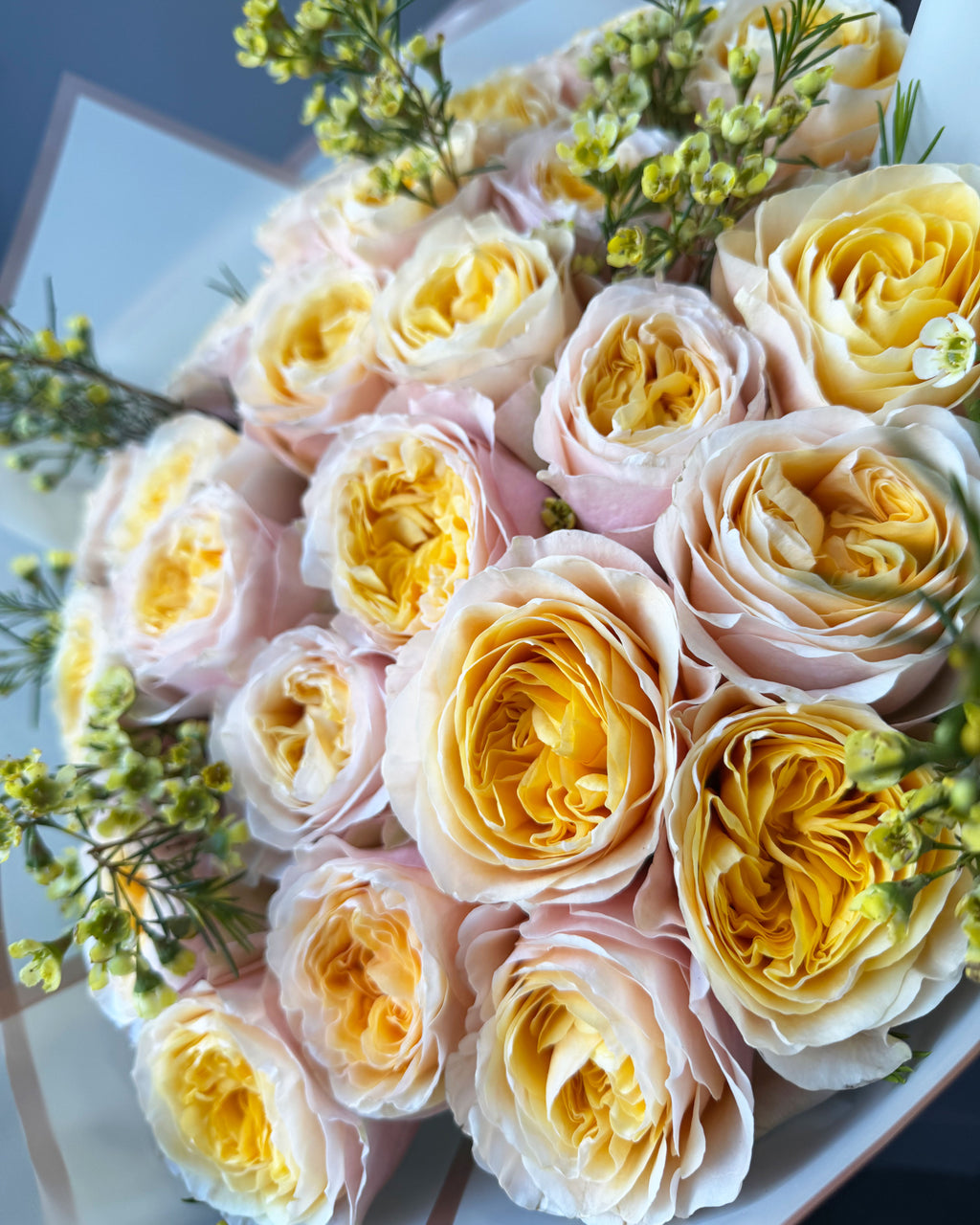 Golden Champagne Garden Roses