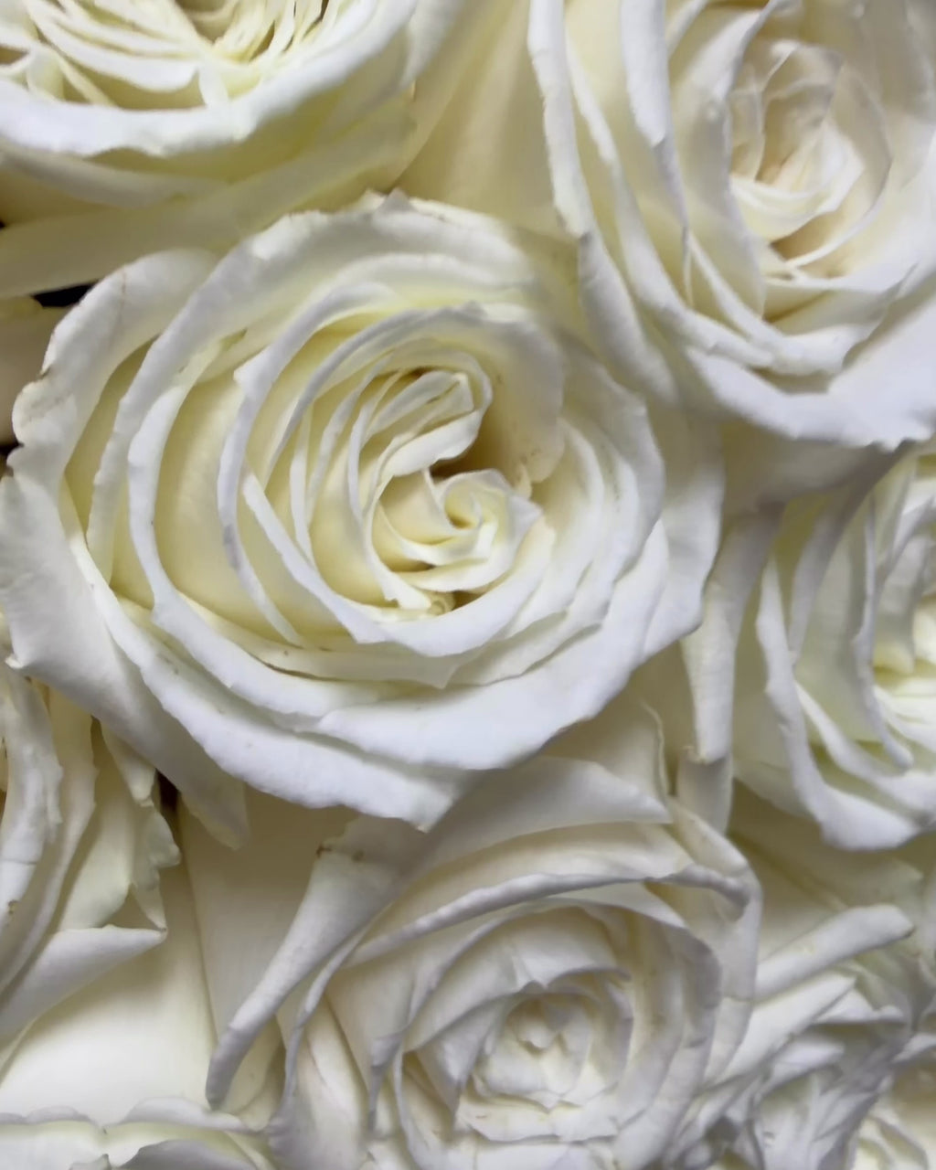Luxury White Rose Bouquet