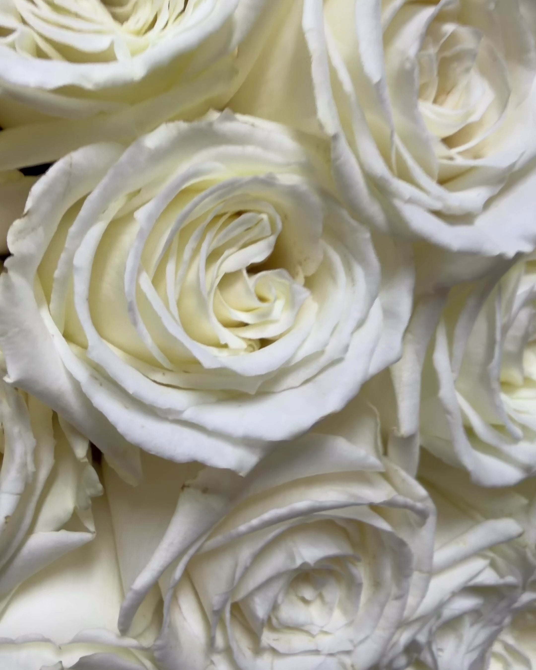 Luxury White Rose Bouquet