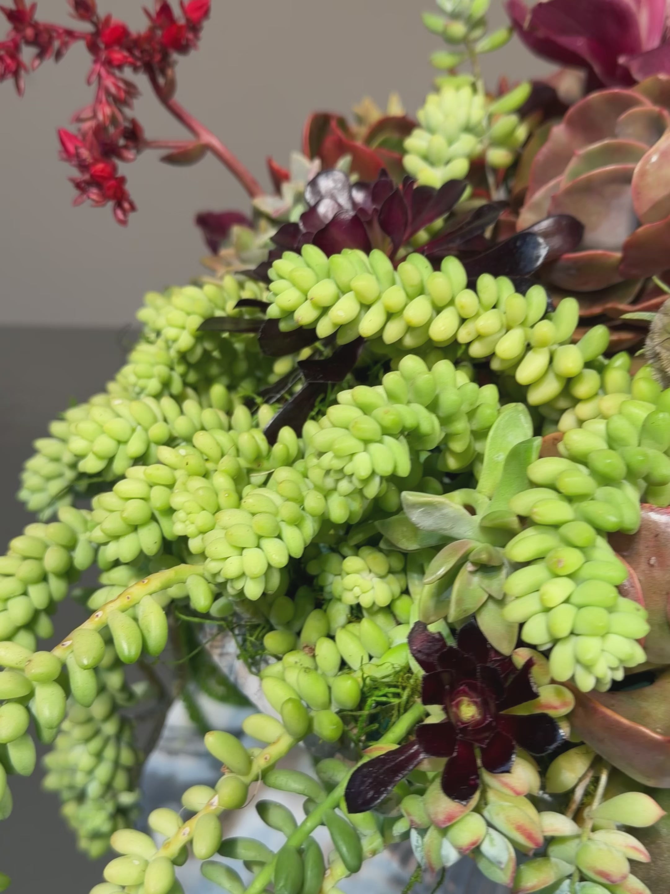 Desert Blush Succulent Garden