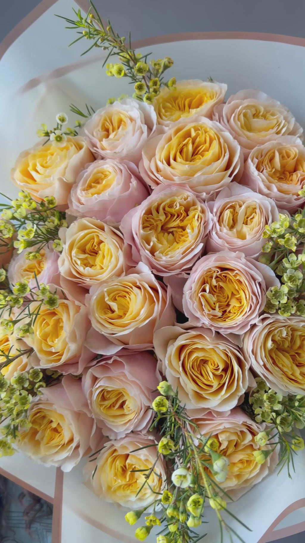 Golden Champagne Garden Roses